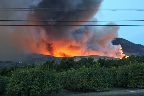 Forest fire raging behind trees and power lines.