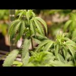 Kids Can Now Toke Up Thanks to Boneheaded Dem Blunder Virginia prosecutors debate whether state budget accidentally repealed marijuana laws