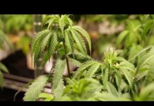 Virginia prosecutors debate whether state budget accidentally repealed marijuana laws