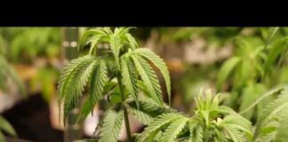 Virginia prosecutors debate whether state budget accidentally repealed marijuana laws