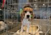 Obama Ran Disgusting Campaign to Cover for Beagle Torture Program beagle puppy in a metal crate