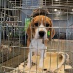 beagle puppy in a metal crate