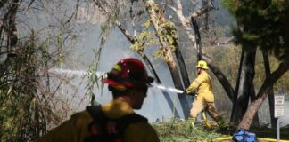 Firefighters extinguishing a wildfire in a forest.