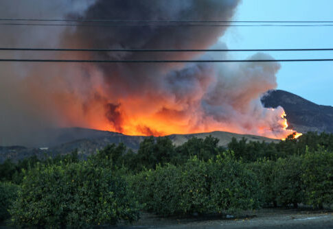 Forest fire raging behind trees and power lines.